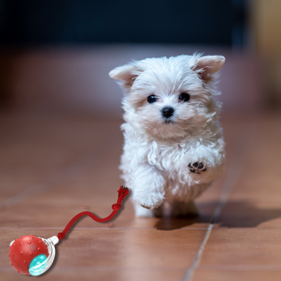 Bayline™ | Chewie Viral Rollende Bal