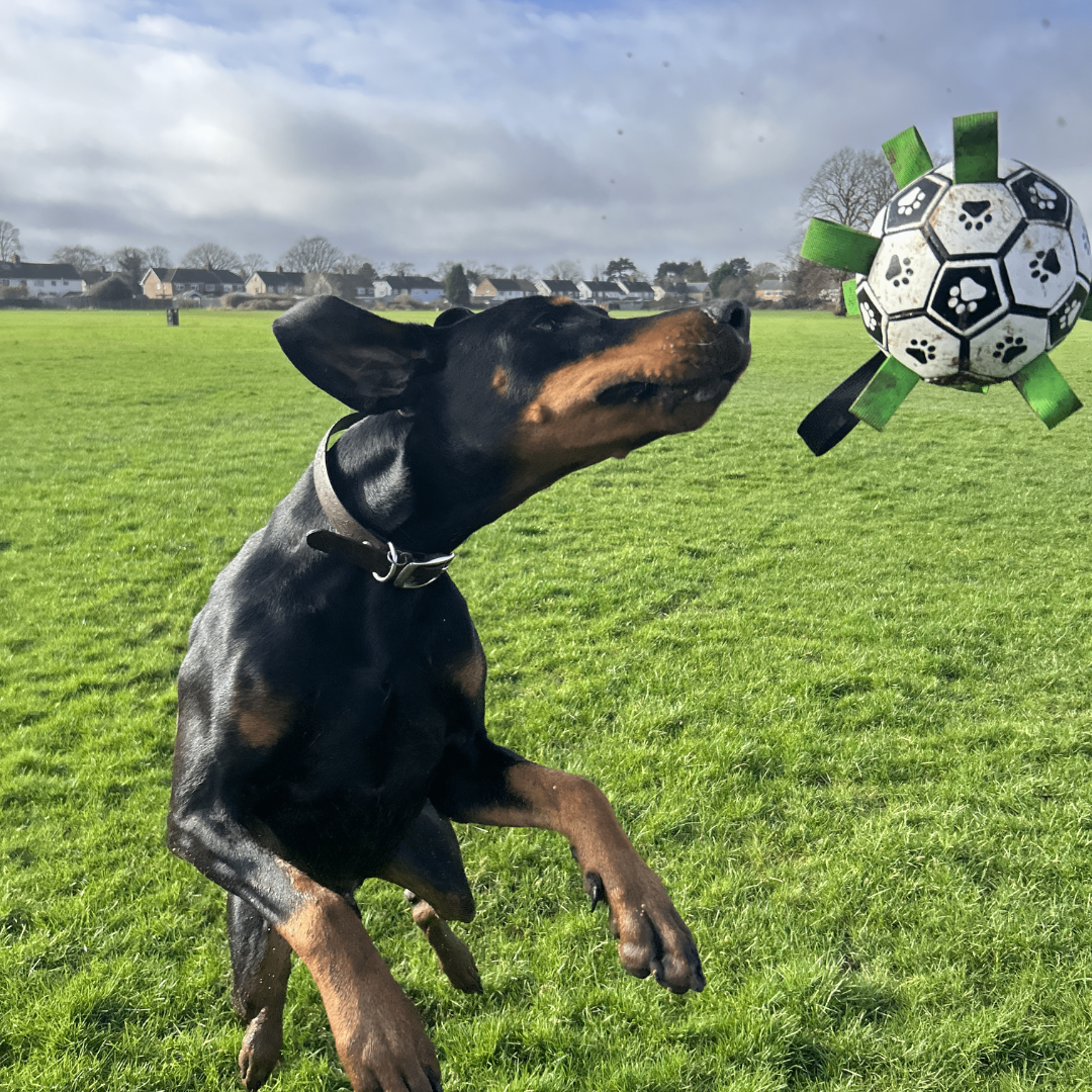 Bayline™ | PawKick - Voetbal Voor Honden