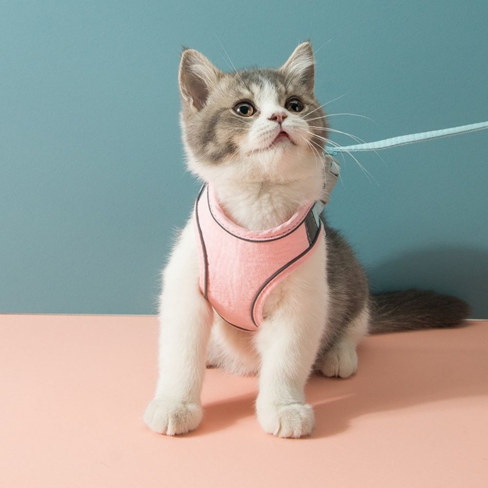 Bayline™ |  Kat Harnas en Leiband Set