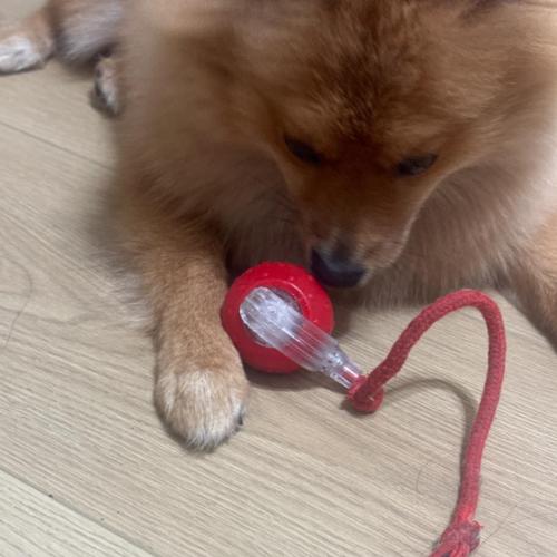 Bayline™ | Chewie Viral Rollende Bal