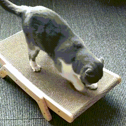 Purrfect Zen Lounge