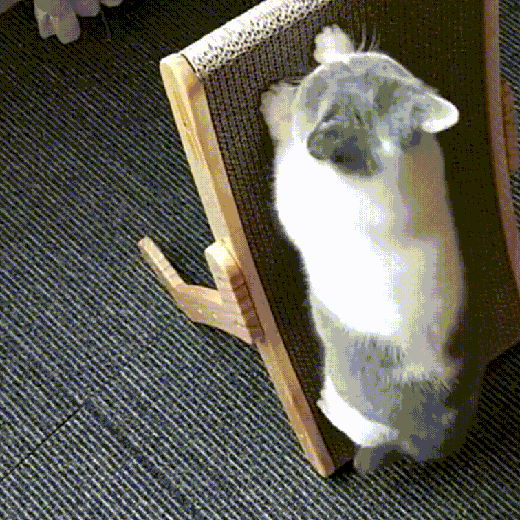 Purrfect Zen Lounge