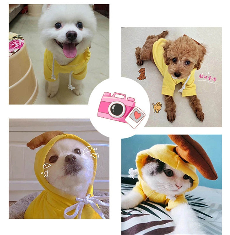 Fruit huisdierenkleding voor honden en katten!