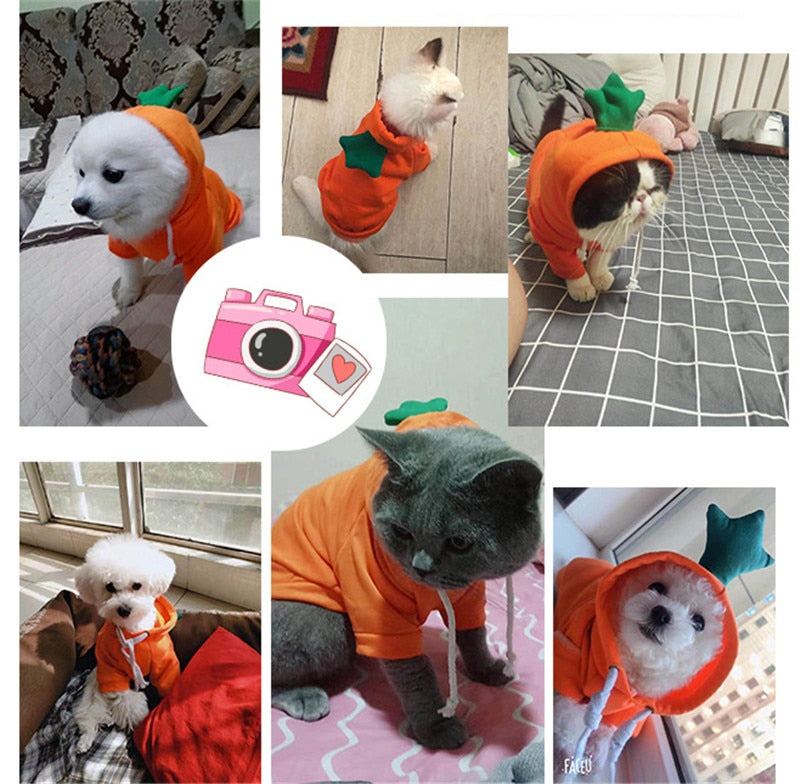 Fruit huisdierenkleding voor honden en katten!