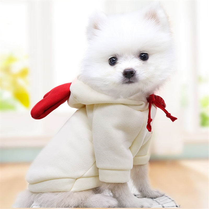 Fruit huisdierenkleding voor honden en katten!